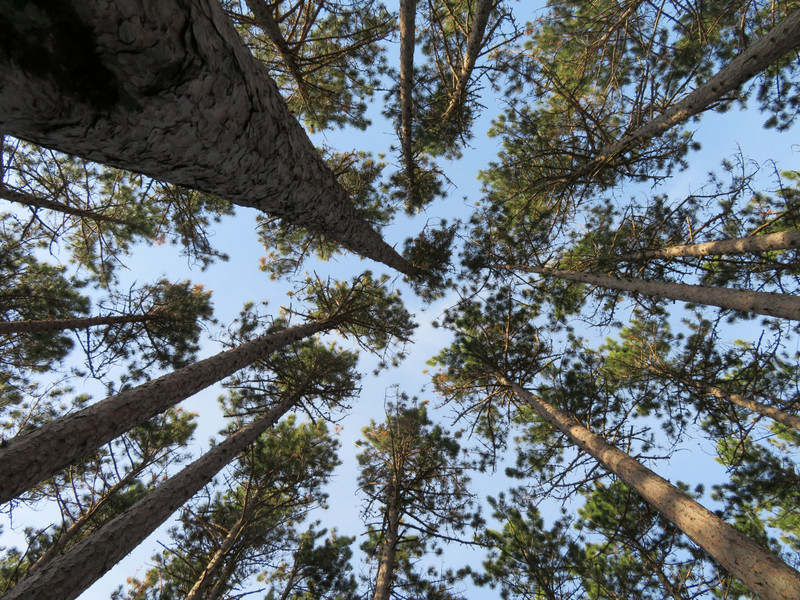 Lake Superior Pines