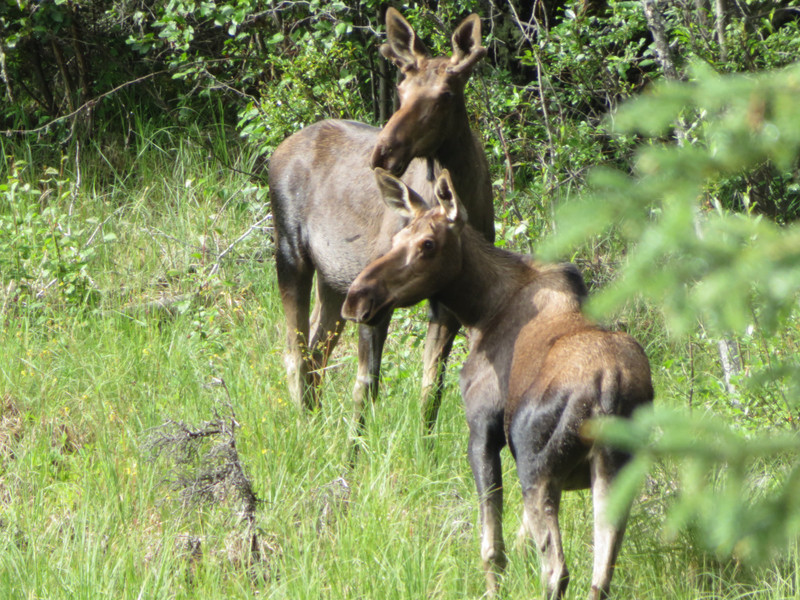 We finally saw moose!