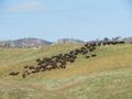 Herding Buffalo
