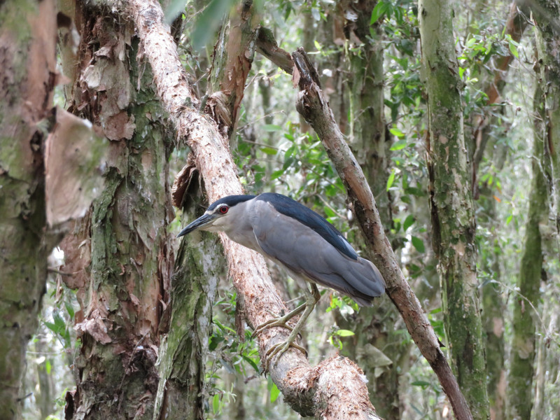 Tra Su National Forest -- BIG Kingfisher