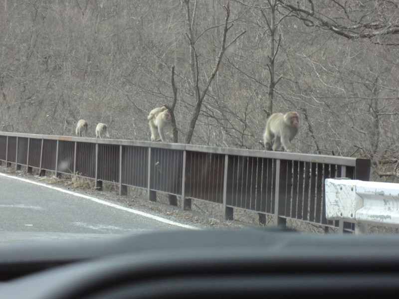 Monkeys near Nikko, Japan