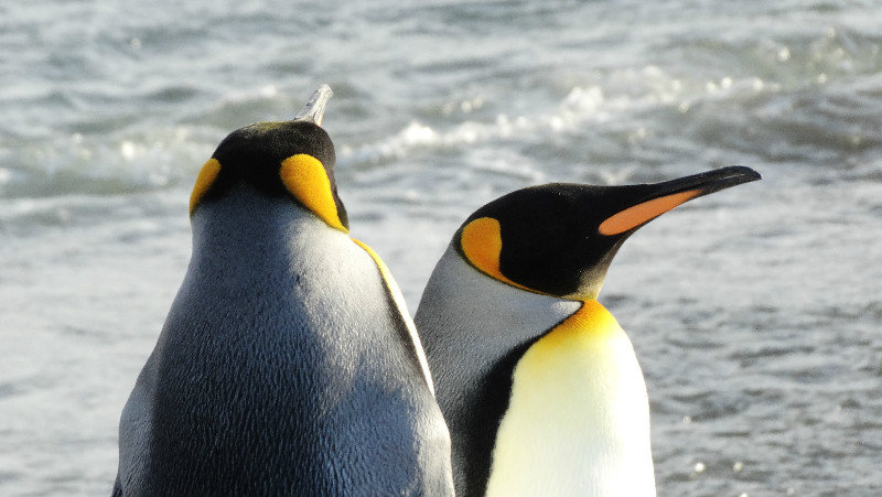 King Penguins at Fortuna Bay, South Georgia