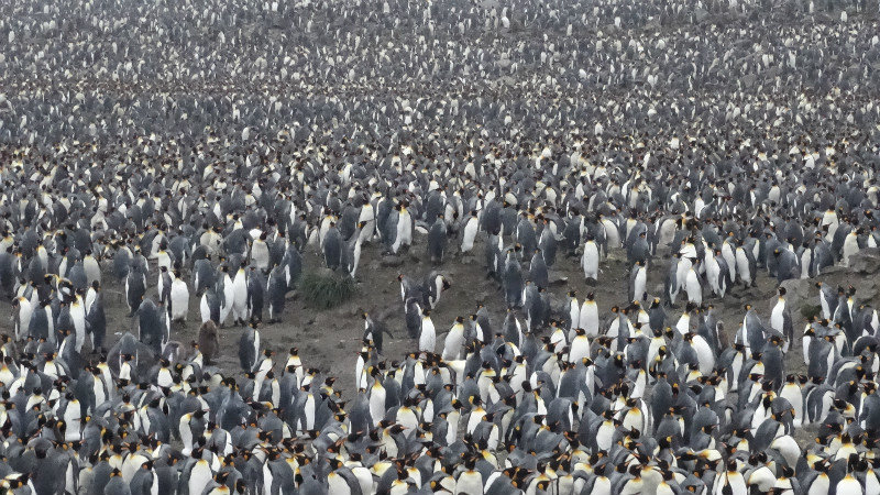 Some of the 400,000 king penguins at St Andrew's Bay, South Georgia