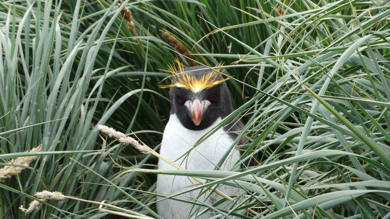 A nesting Macaroni Penguin