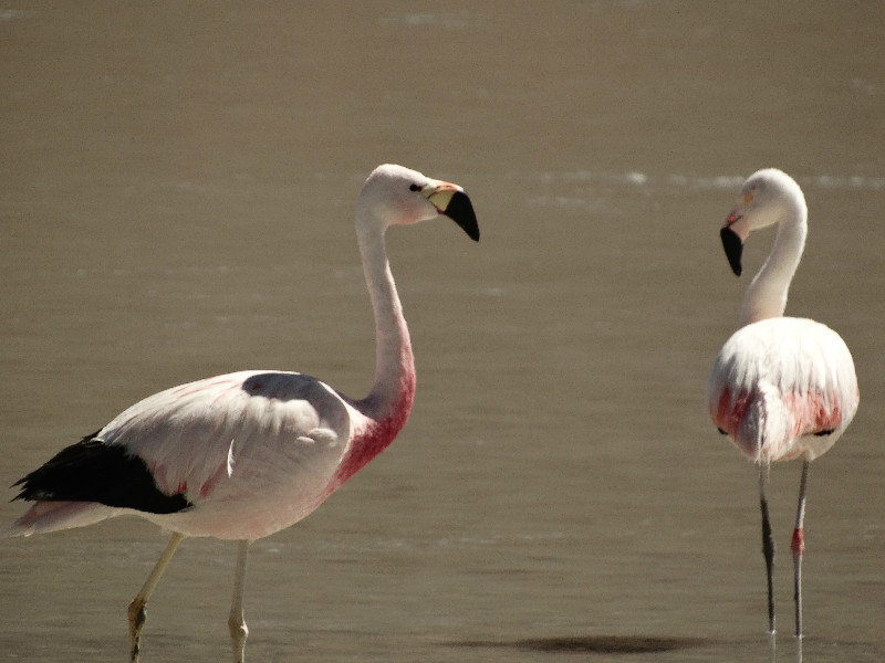 Flamingos at Laguna Colorado