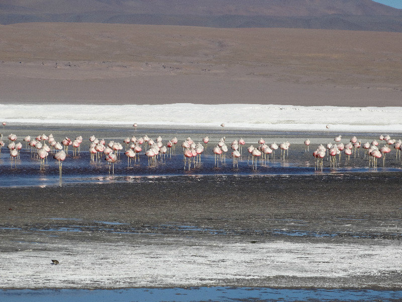 Flamingos at Laguna Colorado (2)