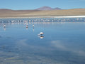 Day 2 - Flamingos at Lago Canapa