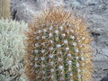 Day 3 - flowering cactus on Incahausi Island