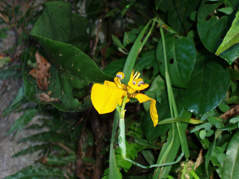 Day 4 - an orchid on the way up to Llactapata