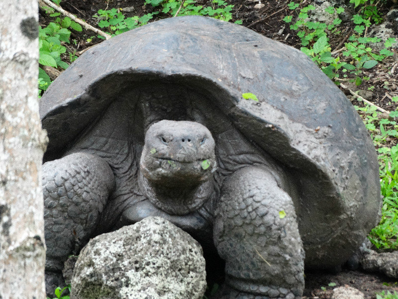 Giant Tortoise on Floreana