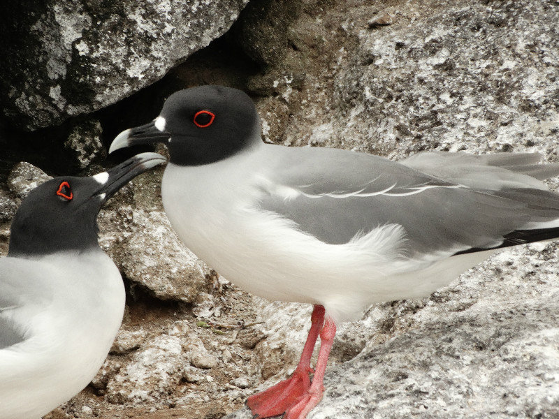 Attentive Swallow Tailed Gulls