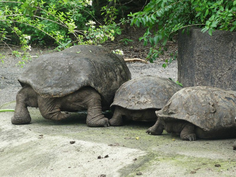 Feeding time for the tortoises at the Sanctuary on Isabela