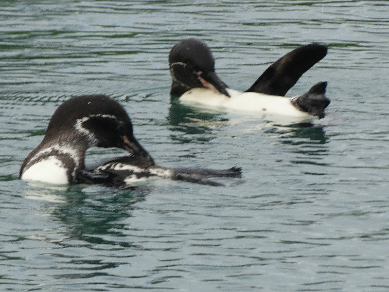 Galapagos Penguins grooming off Isabela