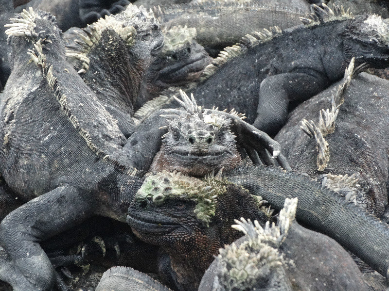 A muddle of marine iguanas?