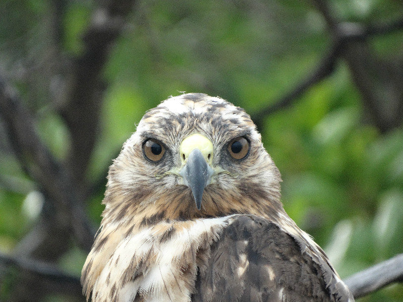 Eye to eye with a Galapagos Hawk on Santiago