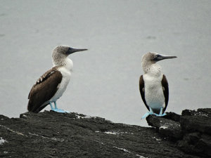 Blue footed boobies showing off their feet