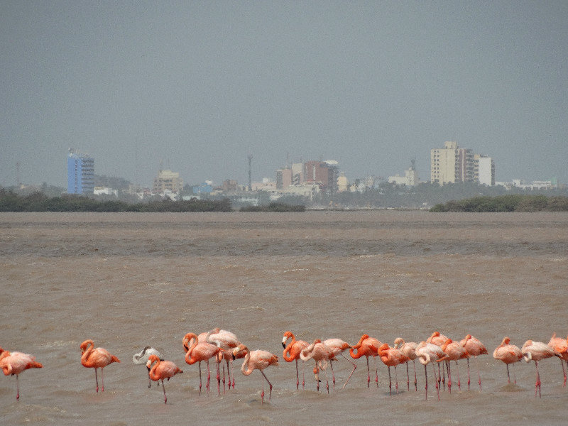 Flamingos on the way out from Riohacha
