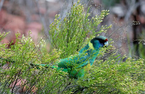 Ring necked parrot