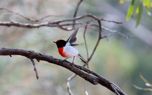 Red capped robin