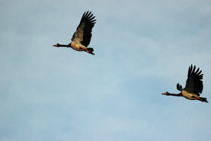 Magpie Geese