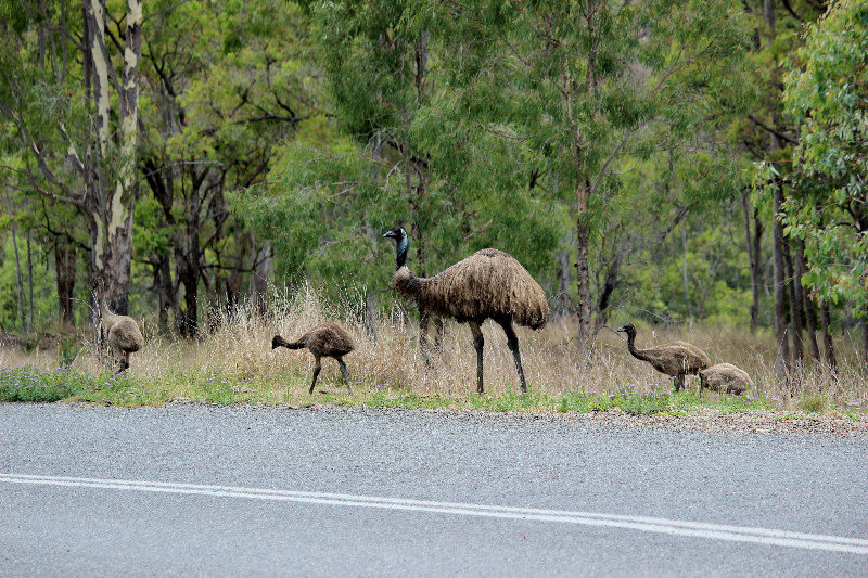 Emu family - dad & the kids