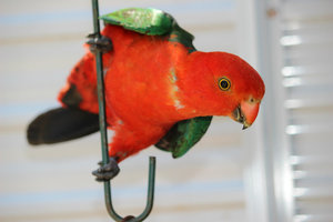 King Parrot 1