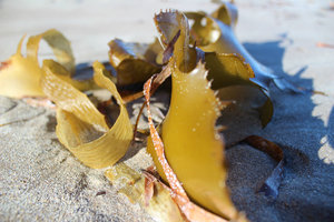 Seaweed 2