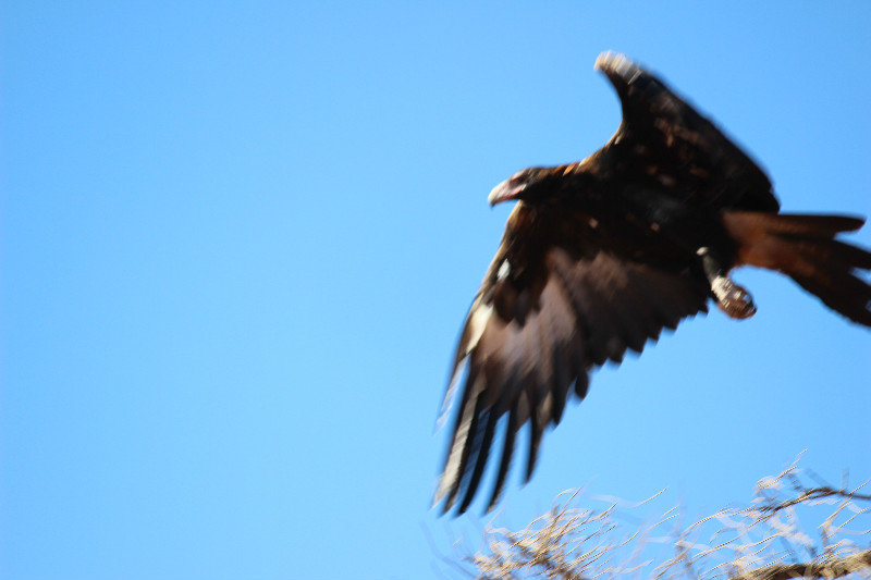 Wedge tailed eagle 4