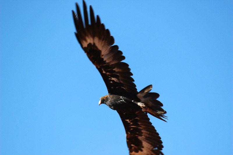 Wedge Tailed eagle 5
