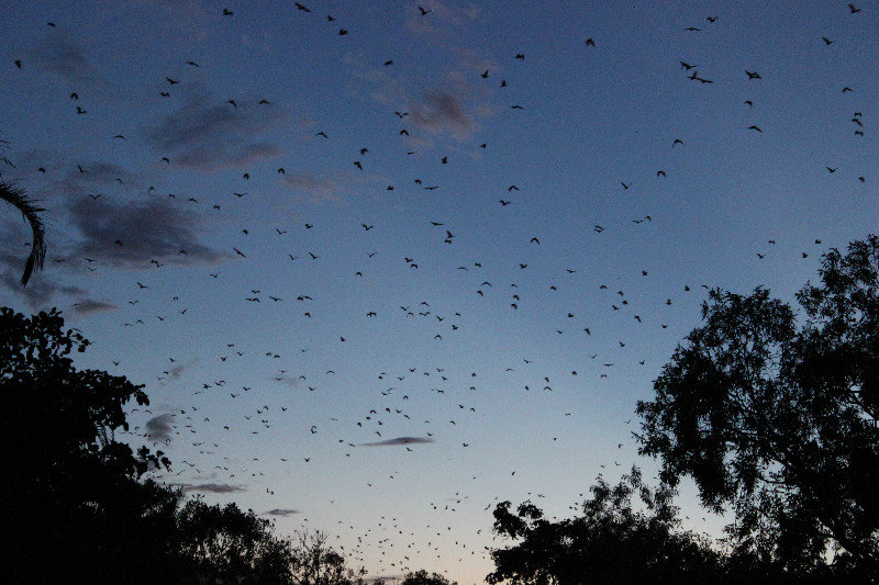 Pine Creek bats