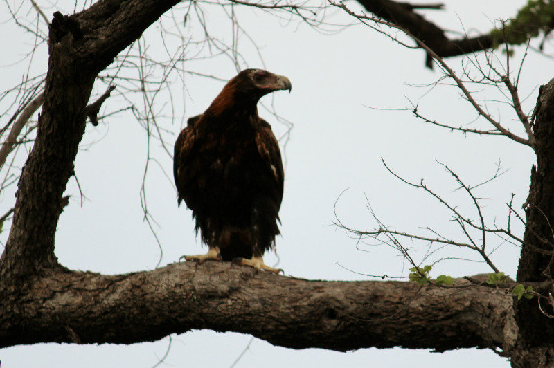 Wedge tailed eagle 3