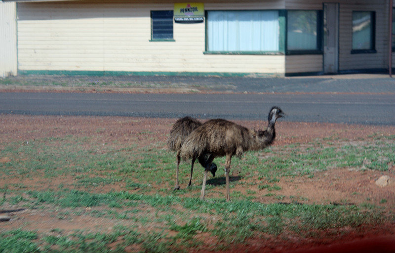 4  - Emus