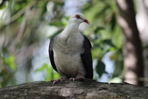 28 white headed pigeon