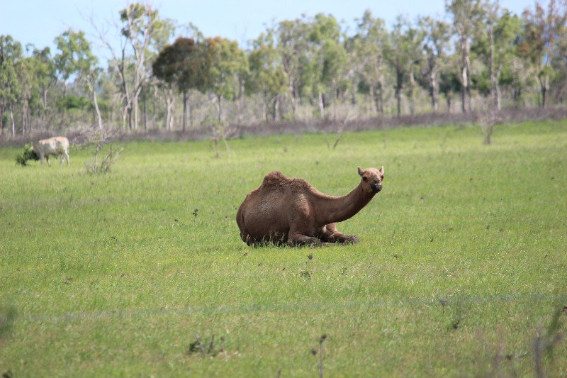 31 camels