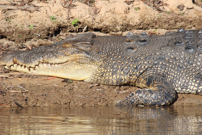 Croc at Mary River