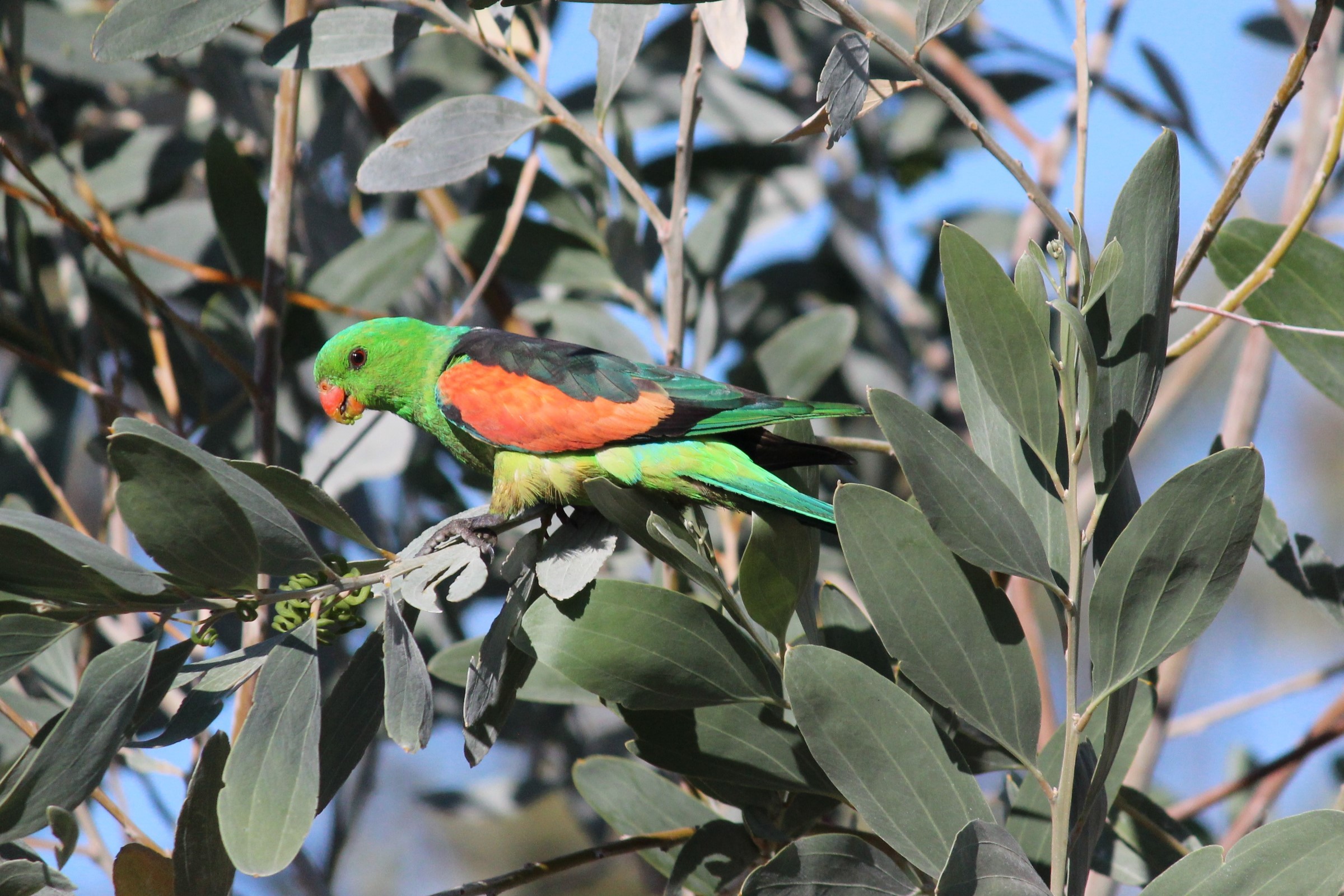 Adels Grove birds 6 | Photo