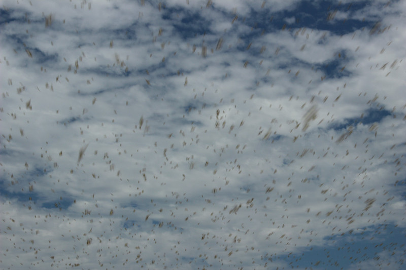 Locust plague