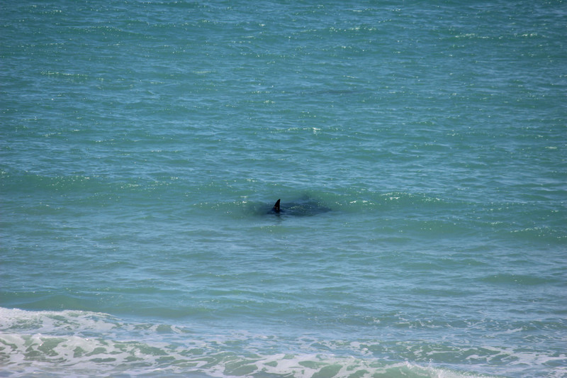 Manta ray at Cable Beach