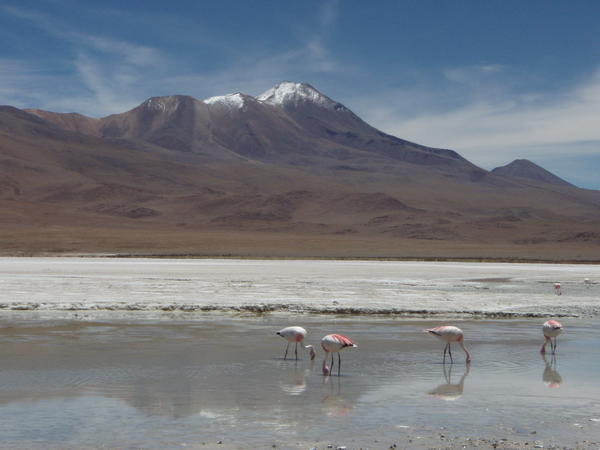 Flamingos, mountains, and a white lake