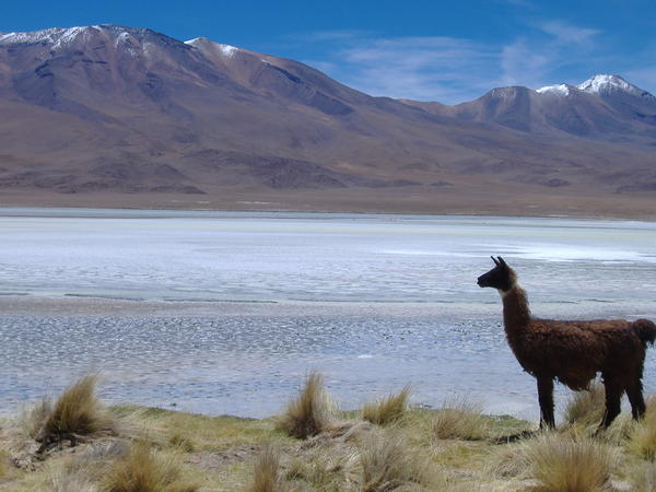 Salt lake, mountains...and your standard llama