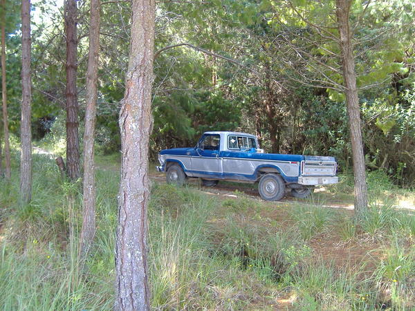 Truck in the forest