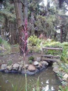 A little pond with bridge..