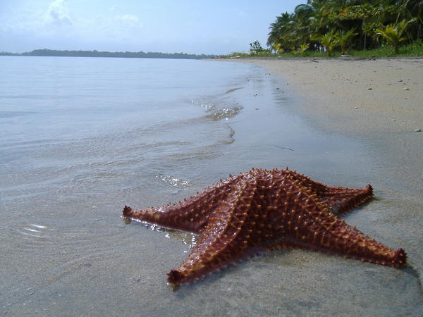 Starfish and Beach