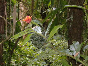 More Monteverde