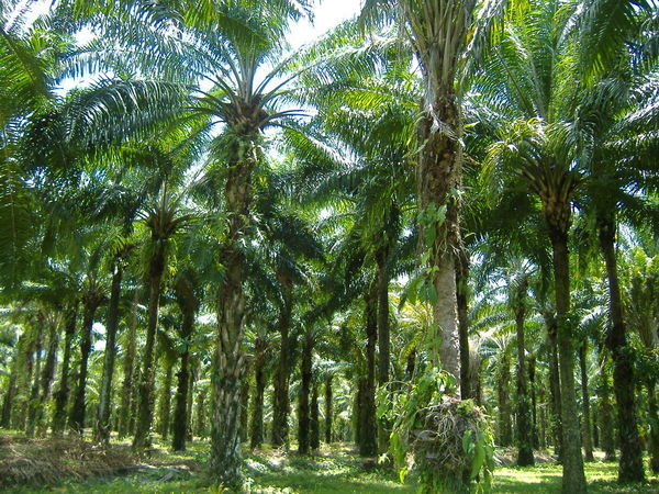 And palm tree forests...