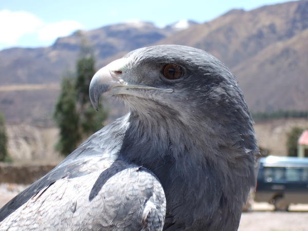 Andean Eagle