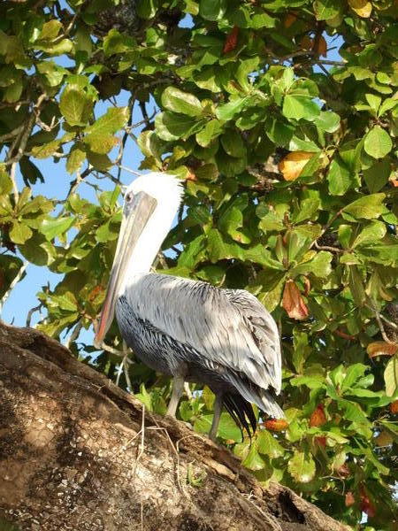 Costa Rican Pelican