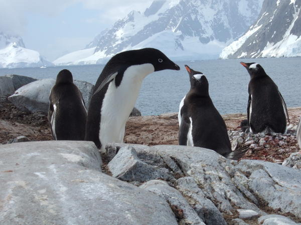 Adele Penguins