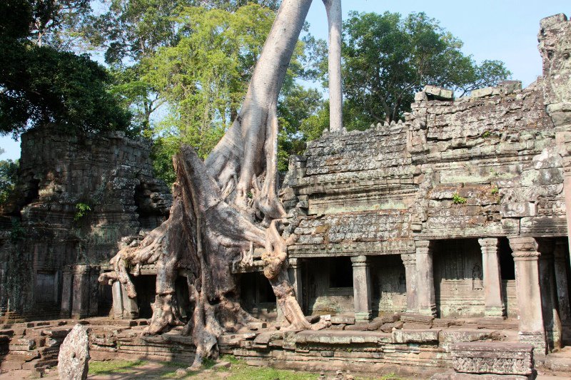 tree against temple