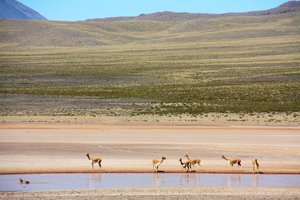 zona de vicuñas